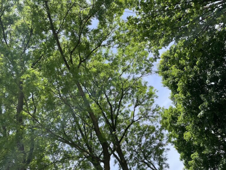 Our urban trees: beneficial in so many ways!